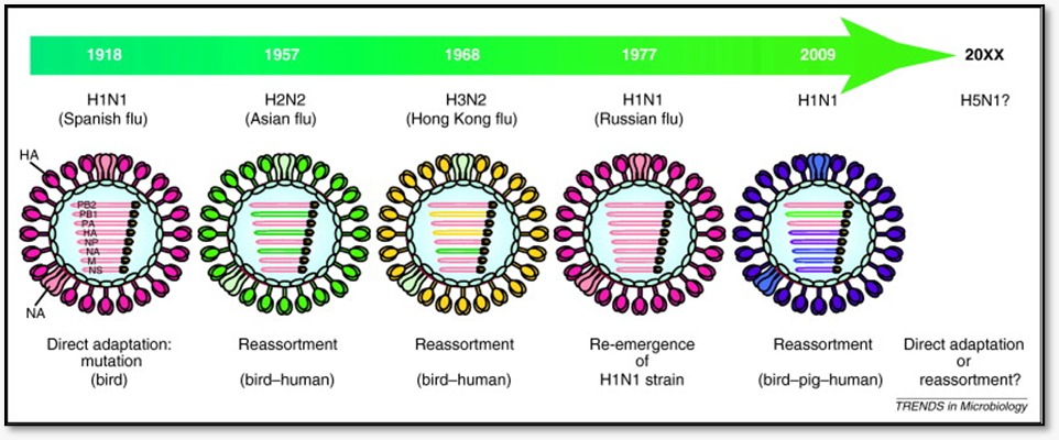 Figure: Evolution of Avian influenza virus with altered receptor specificity (Sourced from internet)