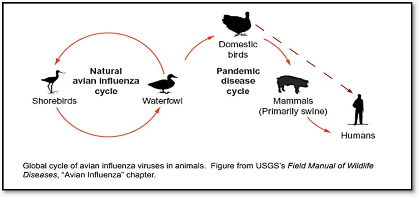 Figure: Global cycle of Avian influenza virus in animals. (Sourced from USGS’s Field Manual of Wildlife Diseases)