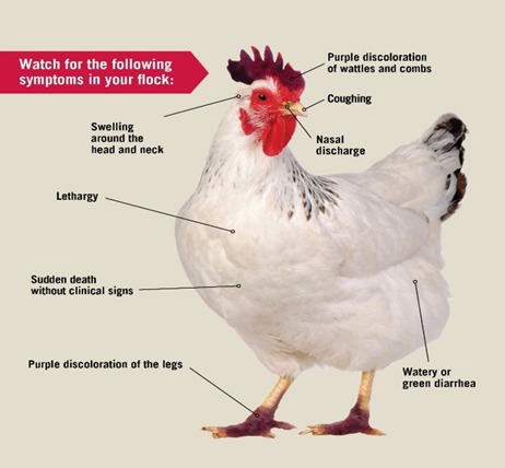Symptoms in poultry birds | Agrivet