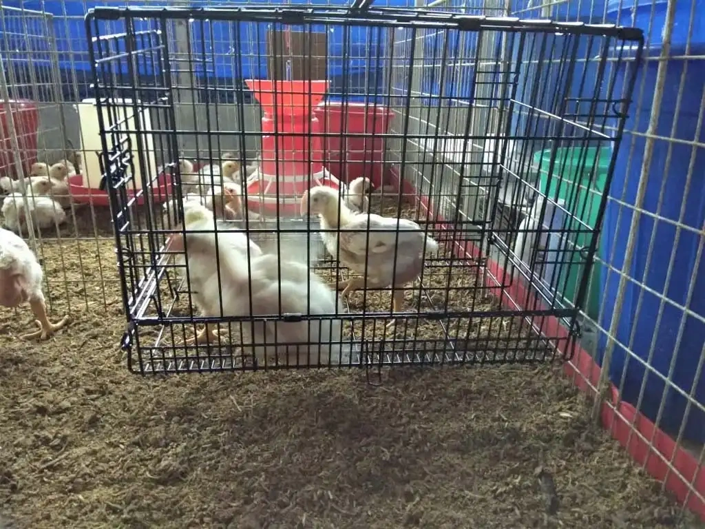 Metabolism Trial Facility