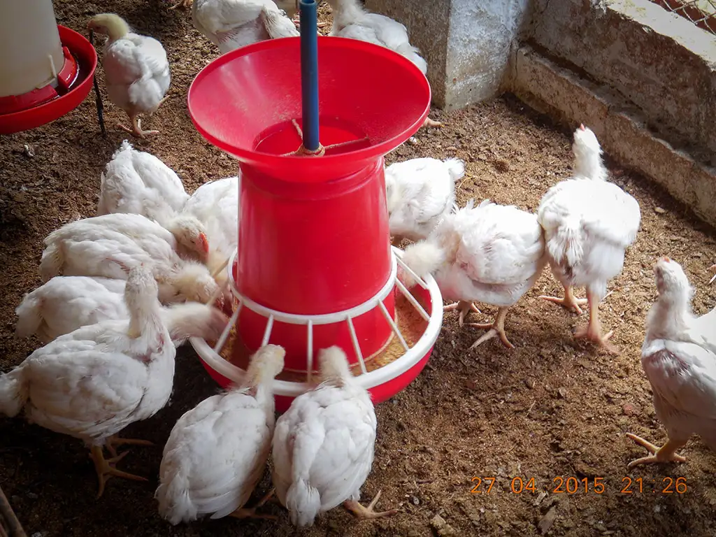 Broiler Facility Gallery 11