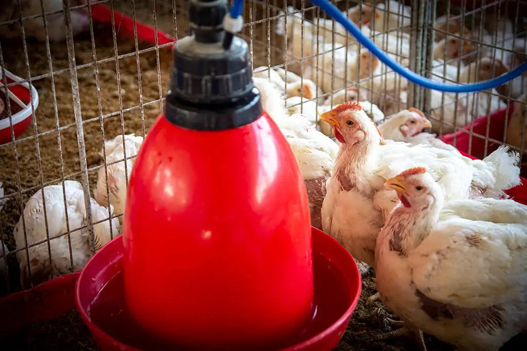 Broiler Facility Gallery 13