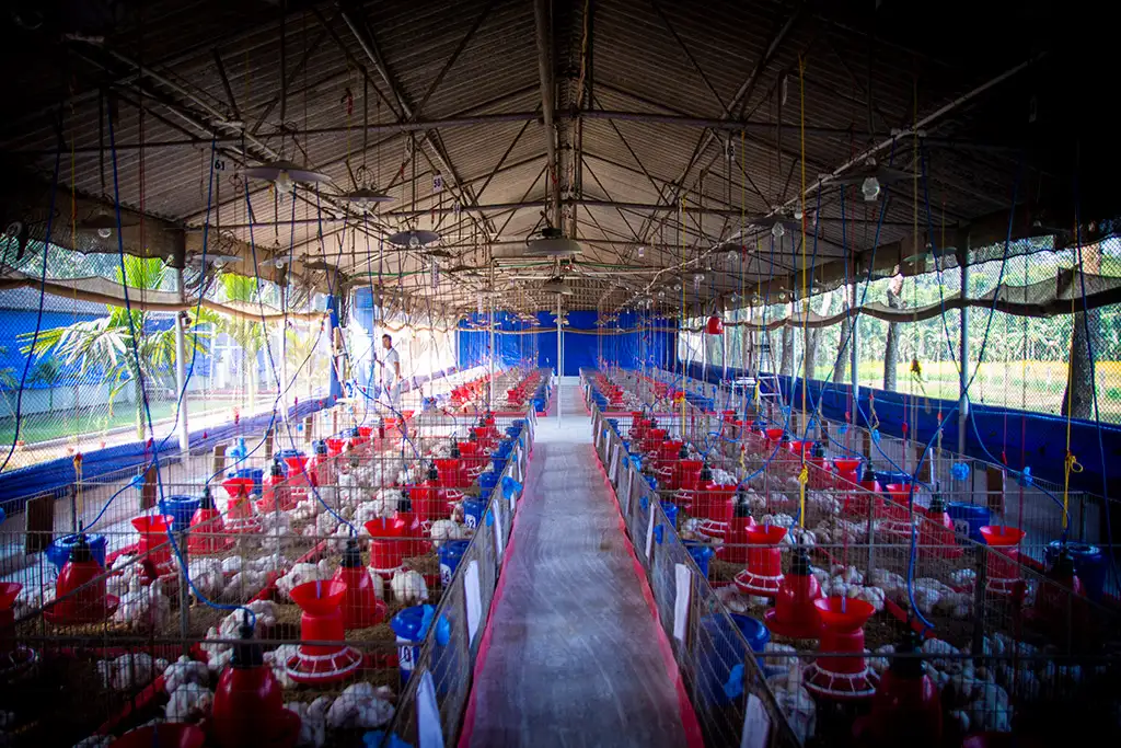 Broiler Facility Gallery 14