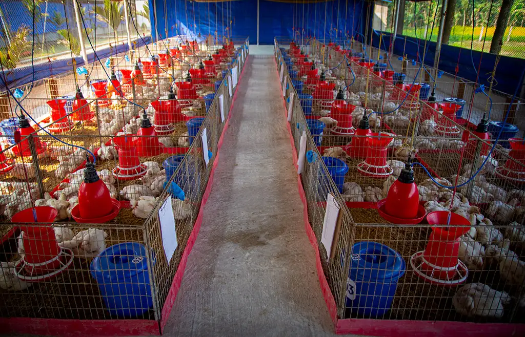 Broiler Facility Gallery 16