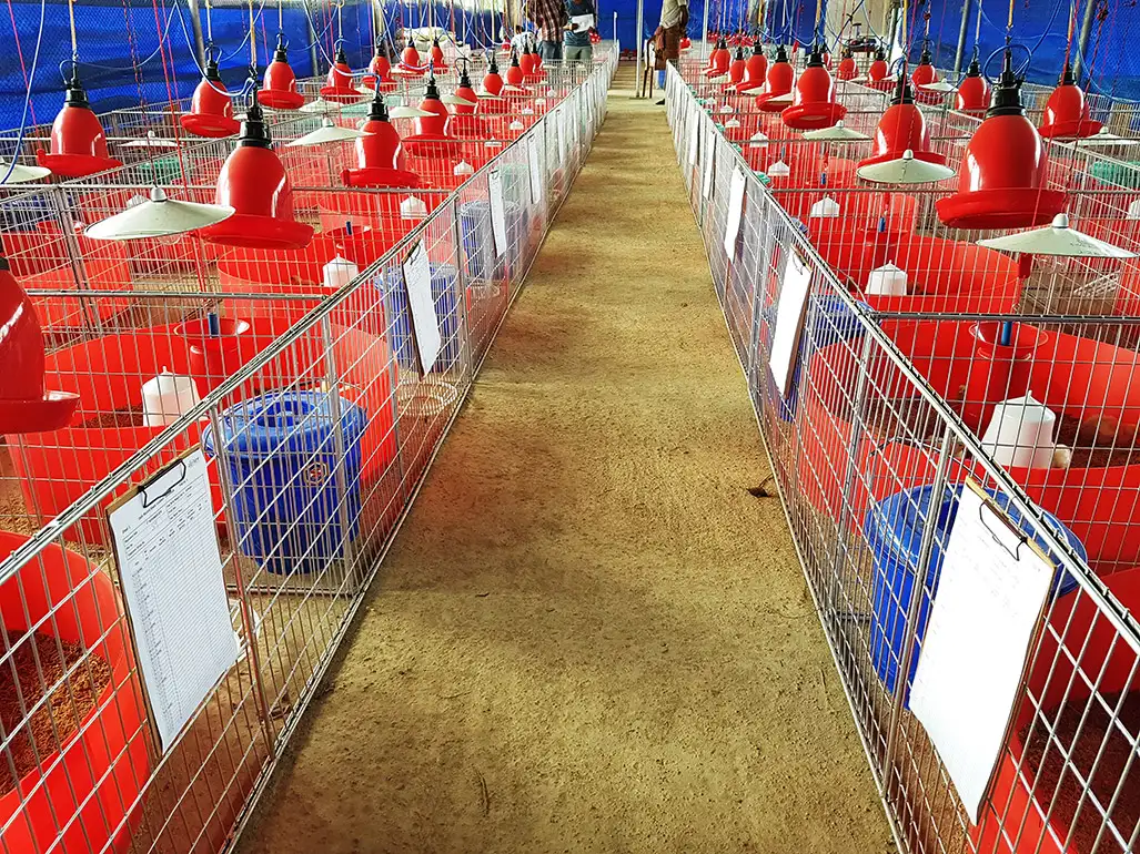 Broiler Facility Gallery 19