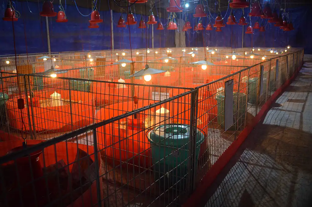 Broiler Facility Gallery 2