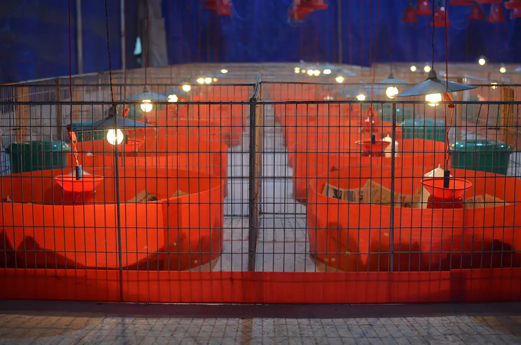 Broiler Facility Gallery 20