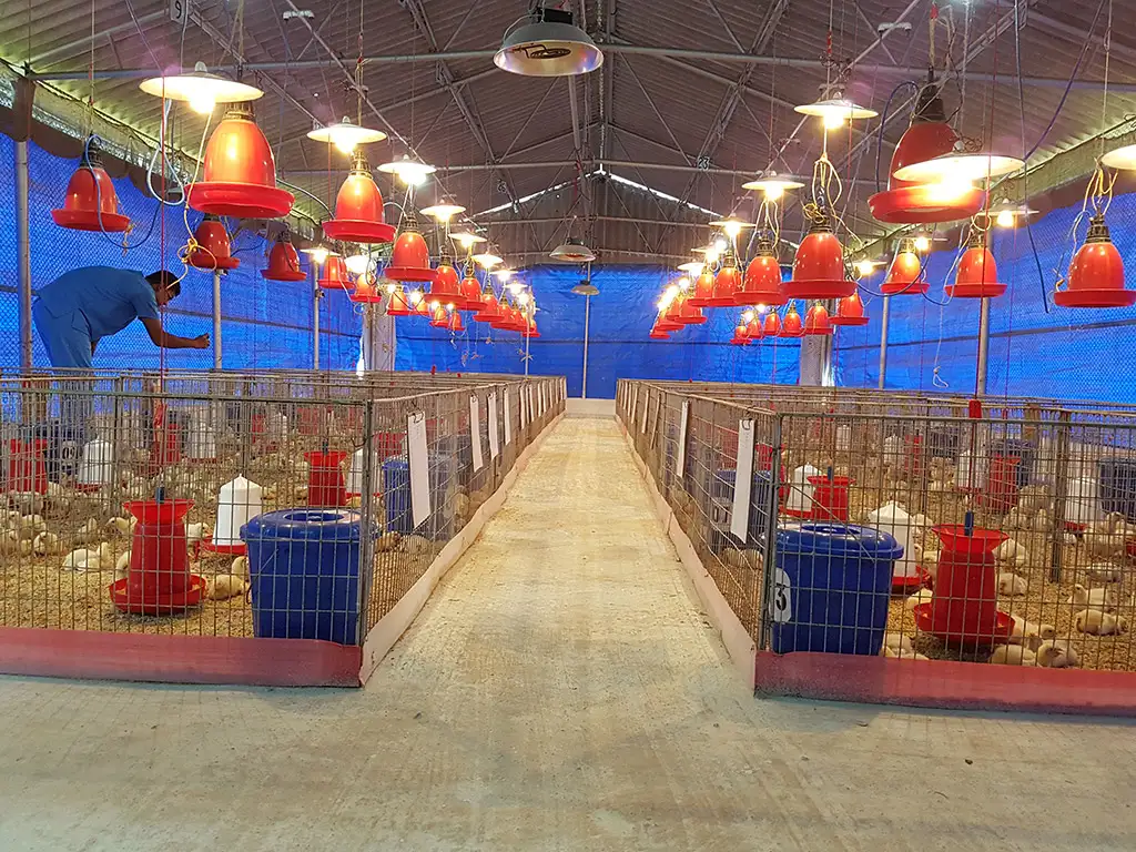 Broiler Facility Gallery 21