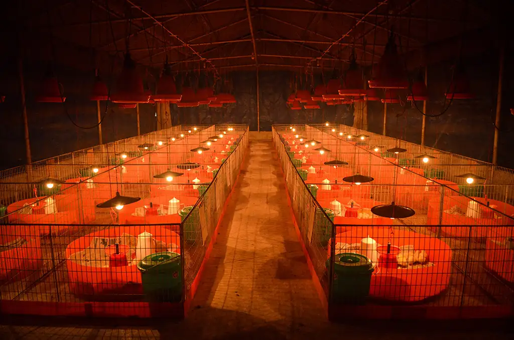 Broiler Facility Gallery 3