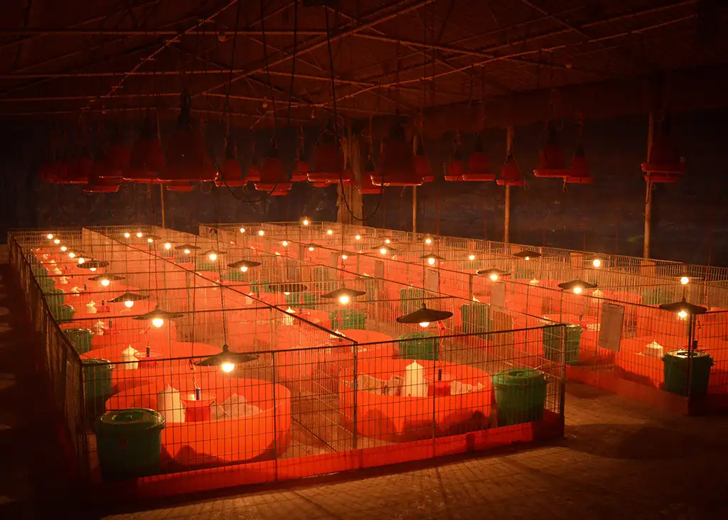 Broiler Facility Gallery 4