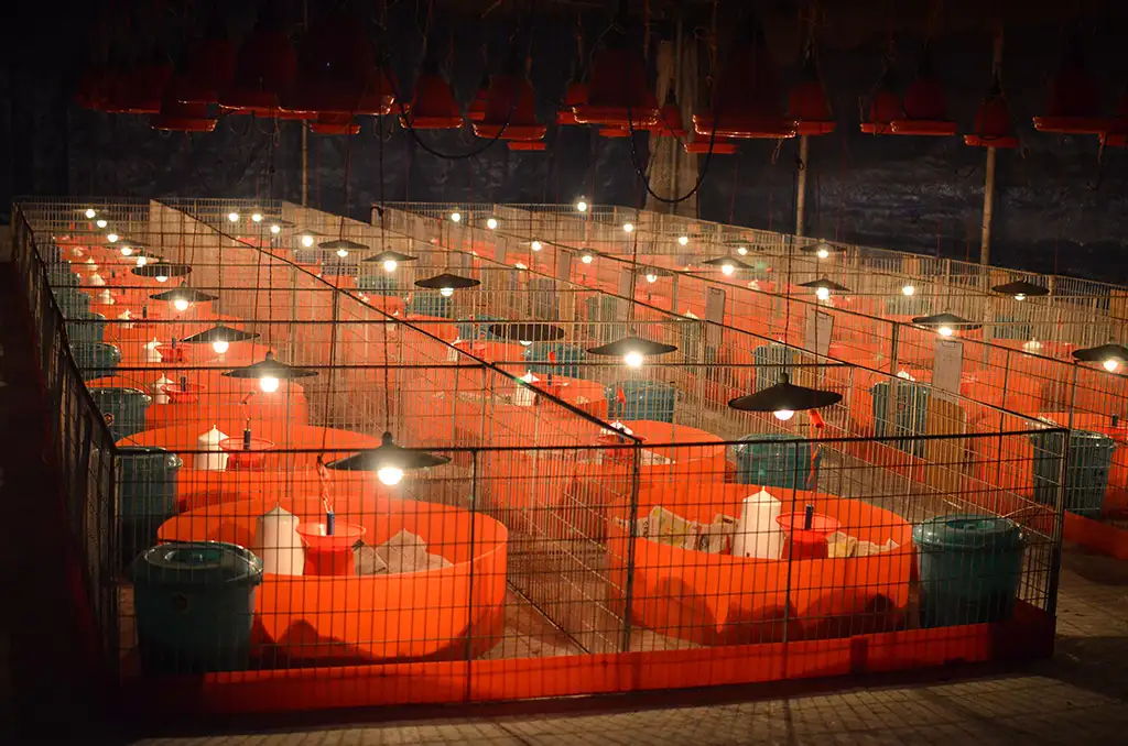 Broiler Facility Gallery 6