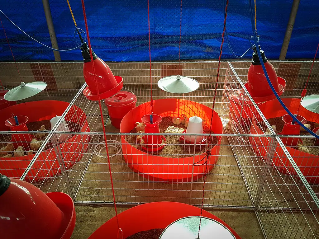 Broiler Facility Gallery 8