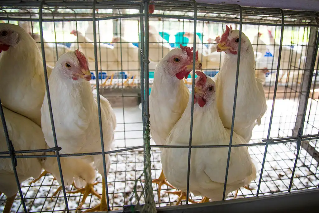 Layer Facility Gallery 1