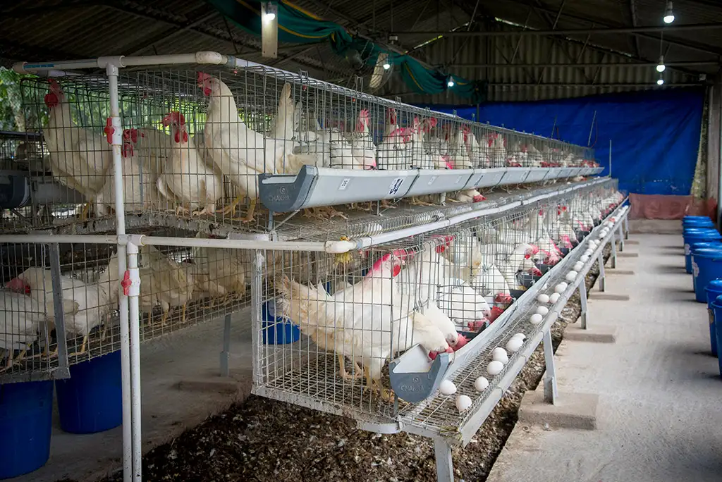 Layer Facility Gallery 14