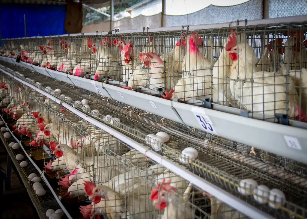 Layer Facility Gallery 17