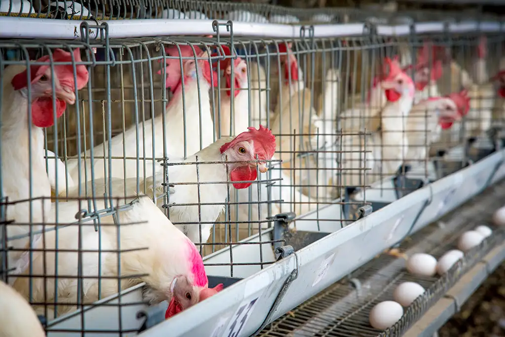 Layer Facility Gallery 4